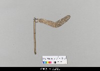 藏品(中國湖北皮影戲偶身-單手)的圖片